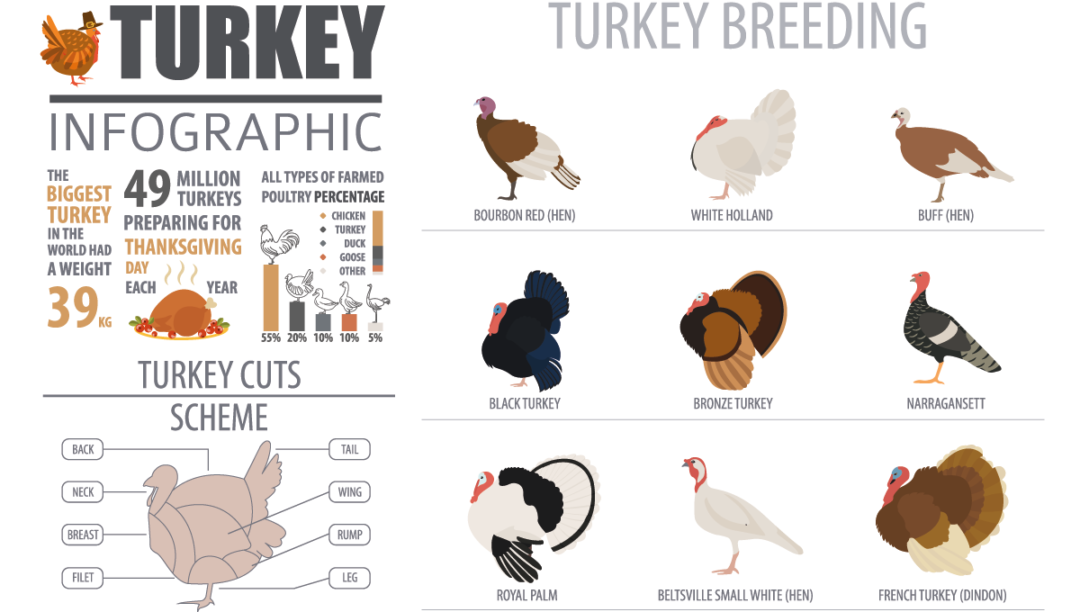 Thanksgiving Visualized The Holiday in Maps, Charts and Graphics